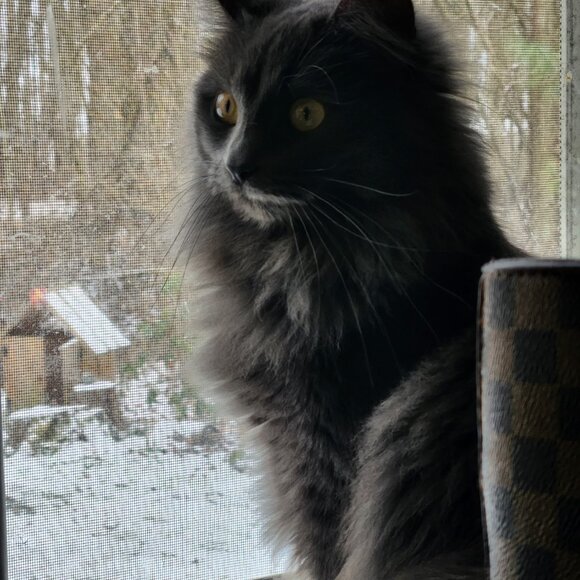 Meet your Posher, Caeli - Picture 8 of 16